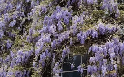 London Blossom Season