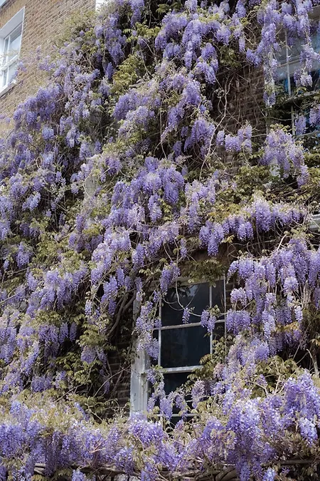 London Blossom Season