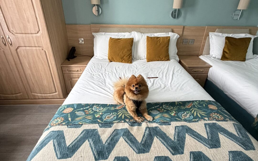 Bournemouth Dog Friendly Hotels: The Easy Coastal Stay I Didn’t Expect To Love